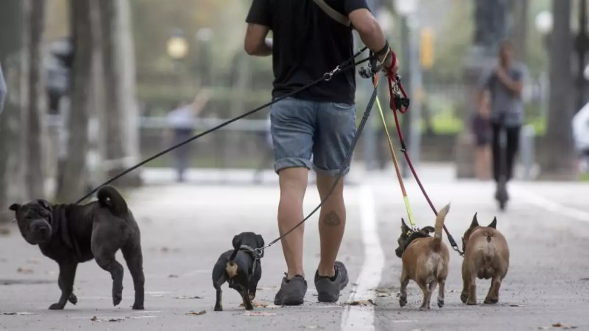 Buenas noticias para algunos dueños de mascotas: Hacienda podría devolverte dinero en la Renta