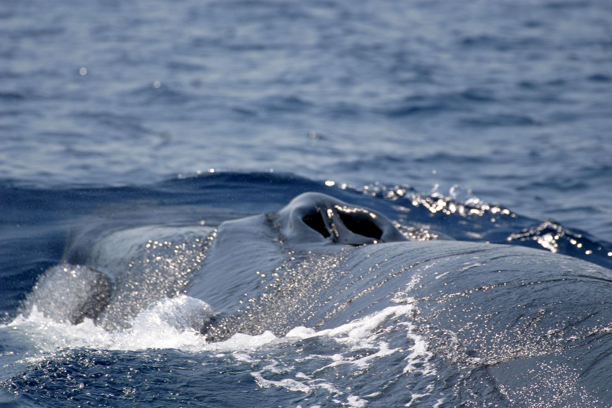 Den Walen zuliebe: Tempolimit auf dem Meer