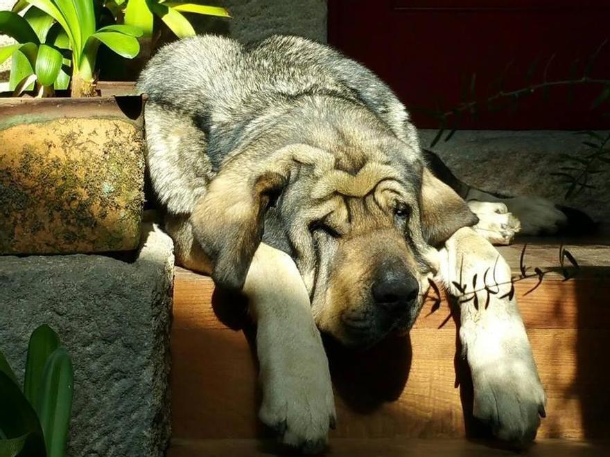 Estos grandes animales pasan la mayor parte del tiempo descansando para ahorrar esfuerzos.