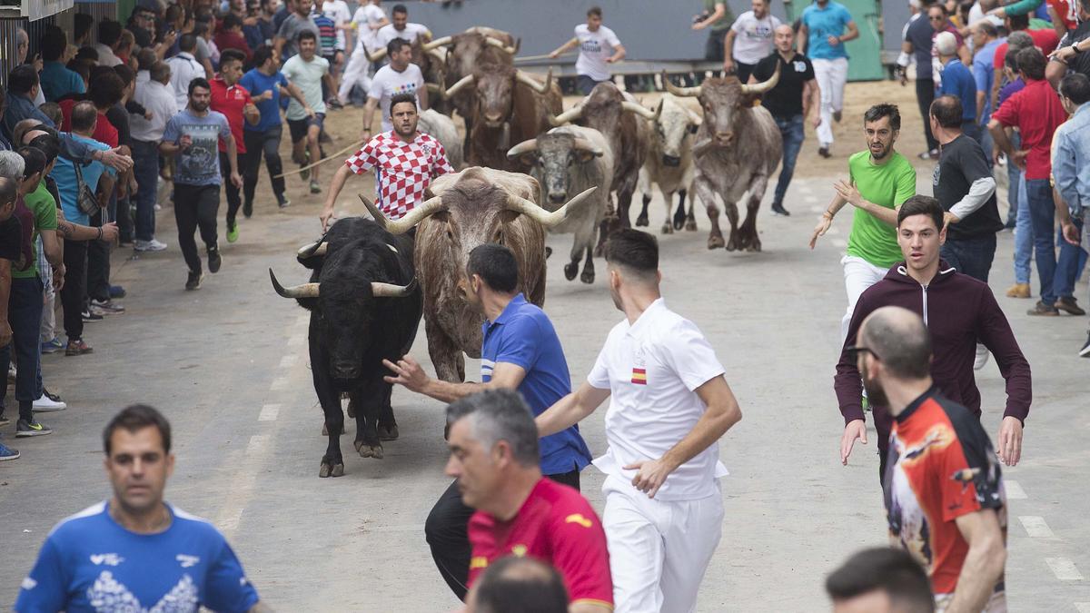 El encierro de toros cerriles es el plato fuerte el segundo día de Sant Pasqual