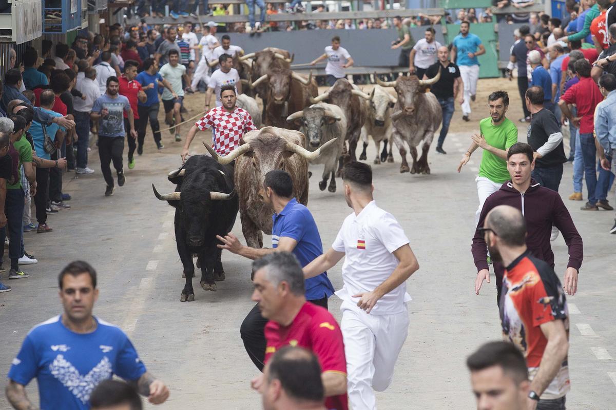 El encierro de toros cerriles es el plato fuerte el segundo día de Sant Pasqual