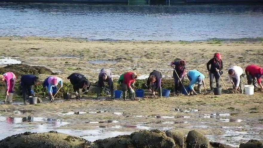 Una siembra de almeja en Vilanova de Arousa