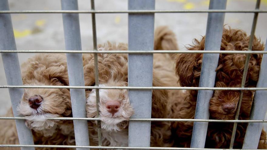 El Ayuntamiento de Gijón aclara que la competencia sobre criaderos y animales de compañía recae en el Principado