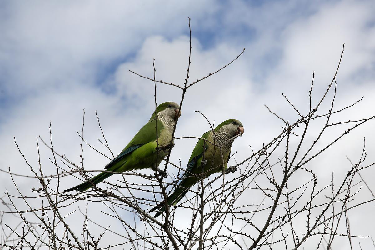 Refugio de la biodiversidad en el rio Besòs