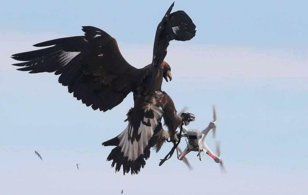Un águila dorada atrapa un dron en el aire durante un entrenamiento militar en la base aérea de Mont de Marsan, al sur de Francia.