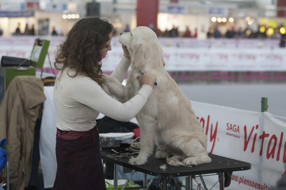 La Mascotada da brillo a Expocachorro