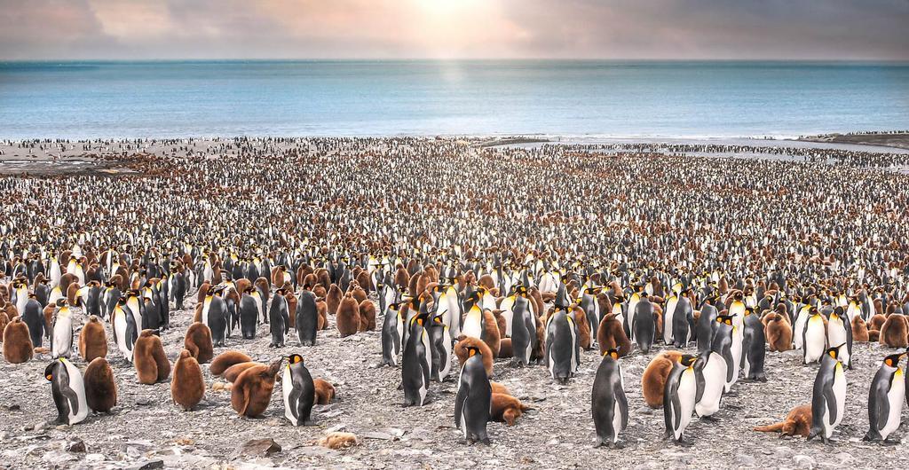 Georgia del Sur - Shackelton