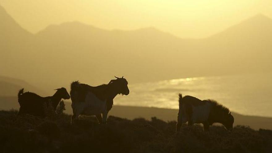 Cabras majoreras que viven en estado semisalvaje paseando por &quot;El Jable&quot;, en Fuerteventura, al atardecer, con Cofete al fondo. Es un desierto tan duro como el vecino del Sáhara, pero está muy vivo. La isla de Fuerteventura, la segunda más extensa de Canarias, la más despoblada y la más cercana al continente africano, es también uno de los territorios con mayor biodiversidad de toda Europa. EFE/Carlos de Saá