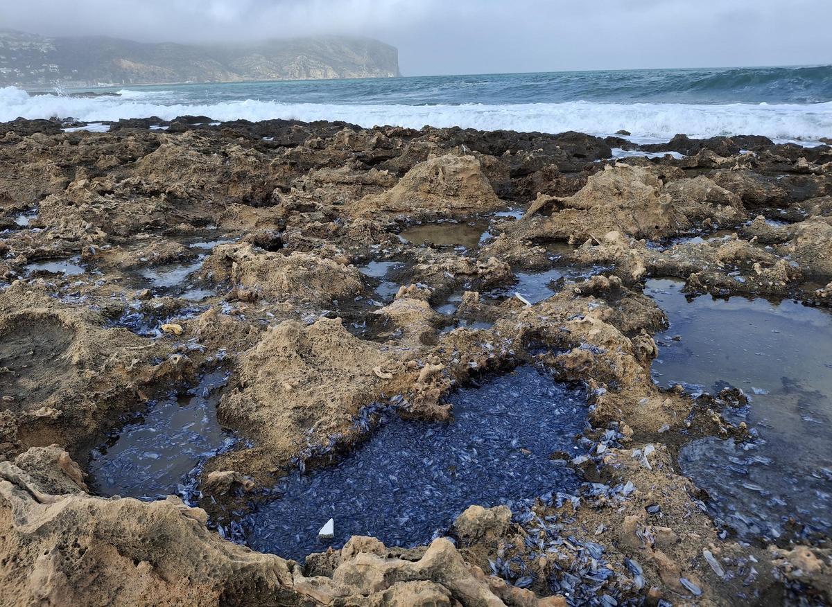 Otra imagen de los hidrozoos de intenso color azul que el temporal ha arrastrado hasta el Primer Muntanyar