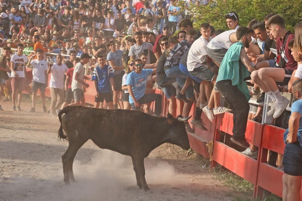 Les vaquetes de Santpedor en imatges