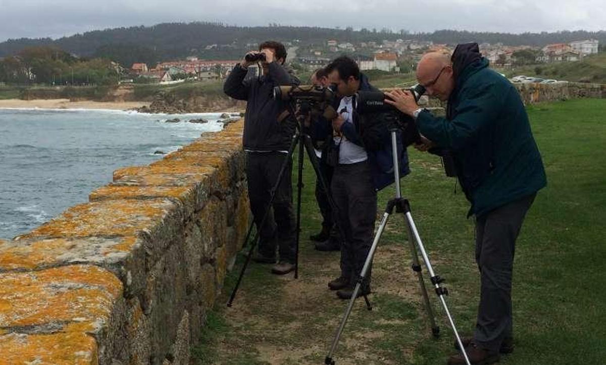 Ornitólogos avistan importantes especies en peligro en O Grove