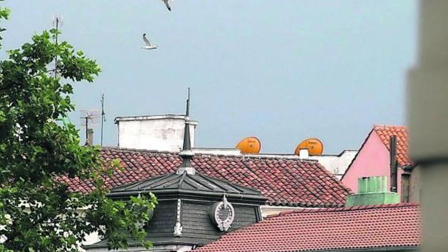 Gaviotas sobrevolando los tejados del centro de Avilés.