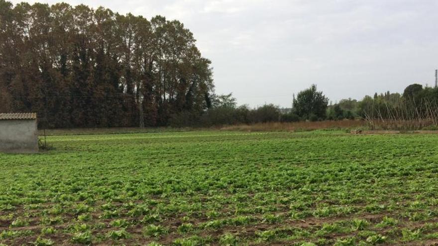 La zona de les hortes de Salt on s&#039;actuarà.