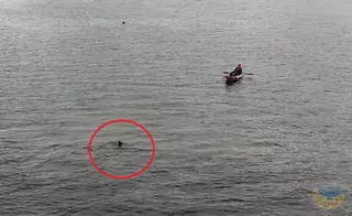 Los tres delfines atrapados en A Toxa deberán ser capturados para poder salvarlos