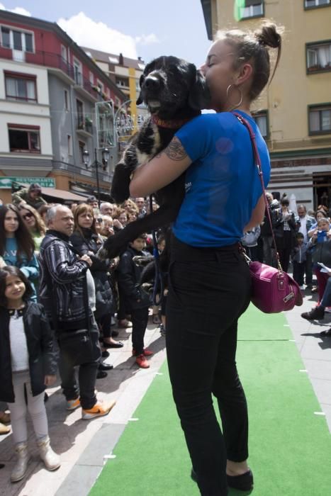 Desfile de perros en adopción en la calle Gascona de Oviedo