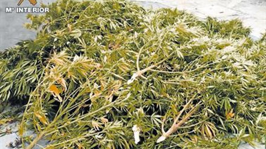 INVESTIGADO POR CULTIVAR CANNABIS EN VALL D’ALBA