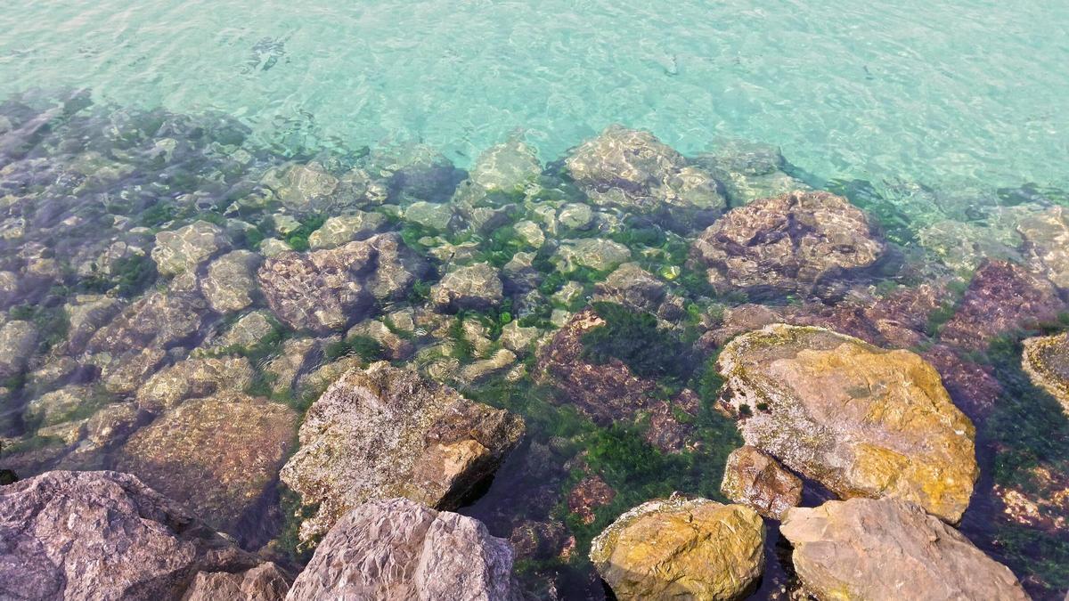 Descubren que un alga común enfría el clima de manera importante