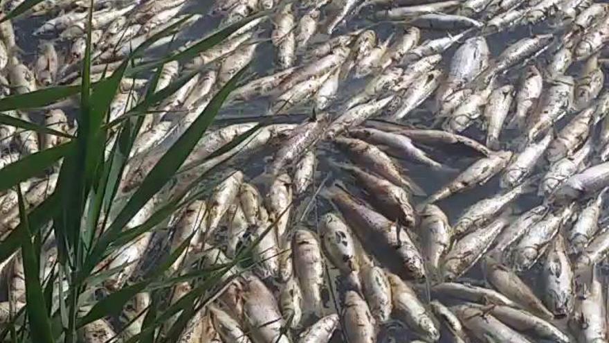 Aparecen en Santa Pola cientos de peces muertos junto a la desembocadura del río