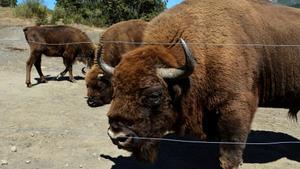 Fotografía de archivo de unos bisontes europeos.