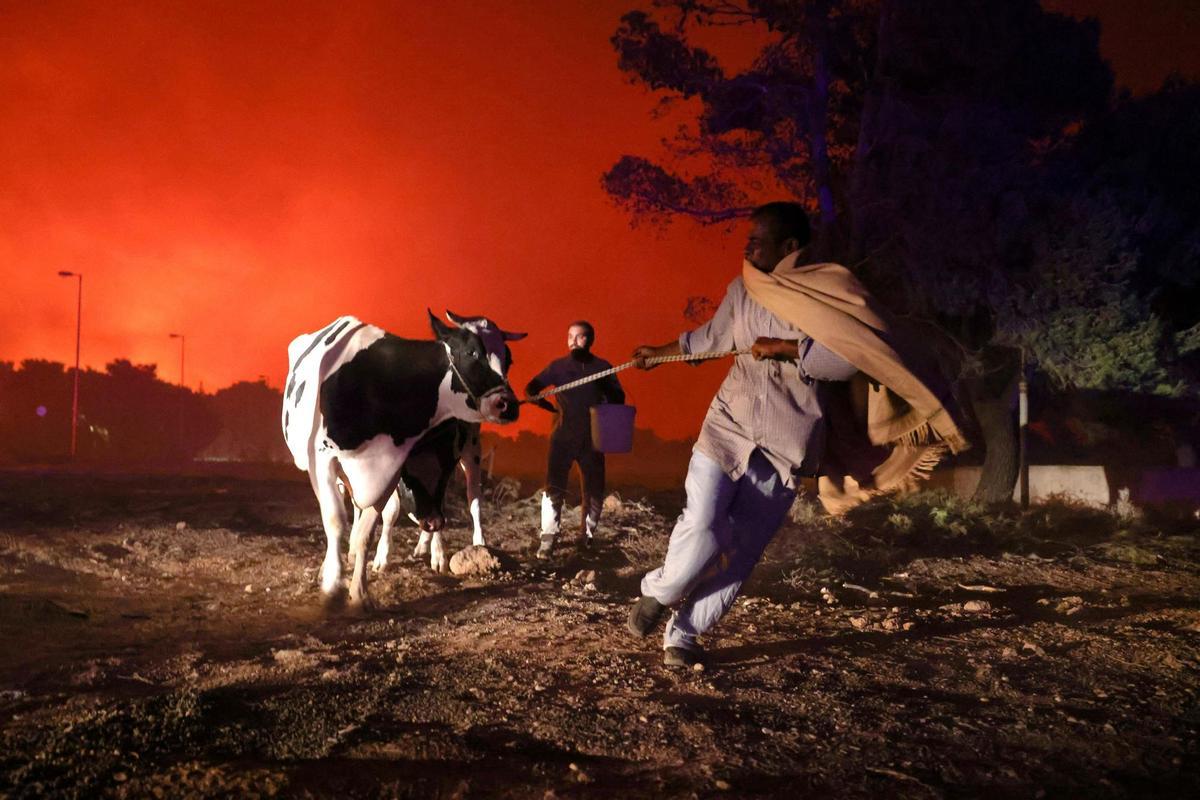 Un hombre trata de salvar una vaca de los incendios que asolan Atenas (Grecia).