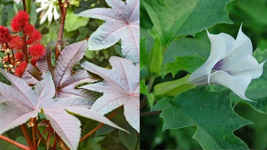 Estas son las dos plantas que crecen en Canarias y parecen sacadas de un libro de brujería