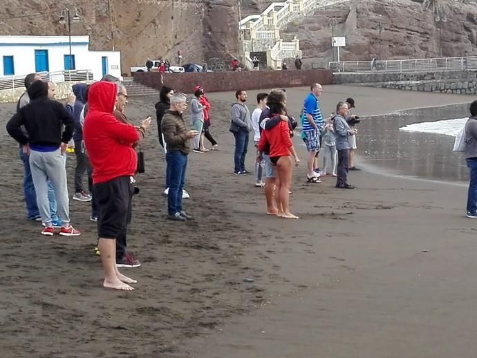 Un cachalote aparece muerto en la playa de Melenara