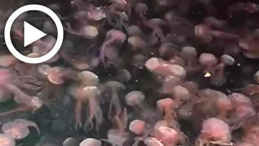 Impresionante vídeo de centenares de medusas en Ibiza