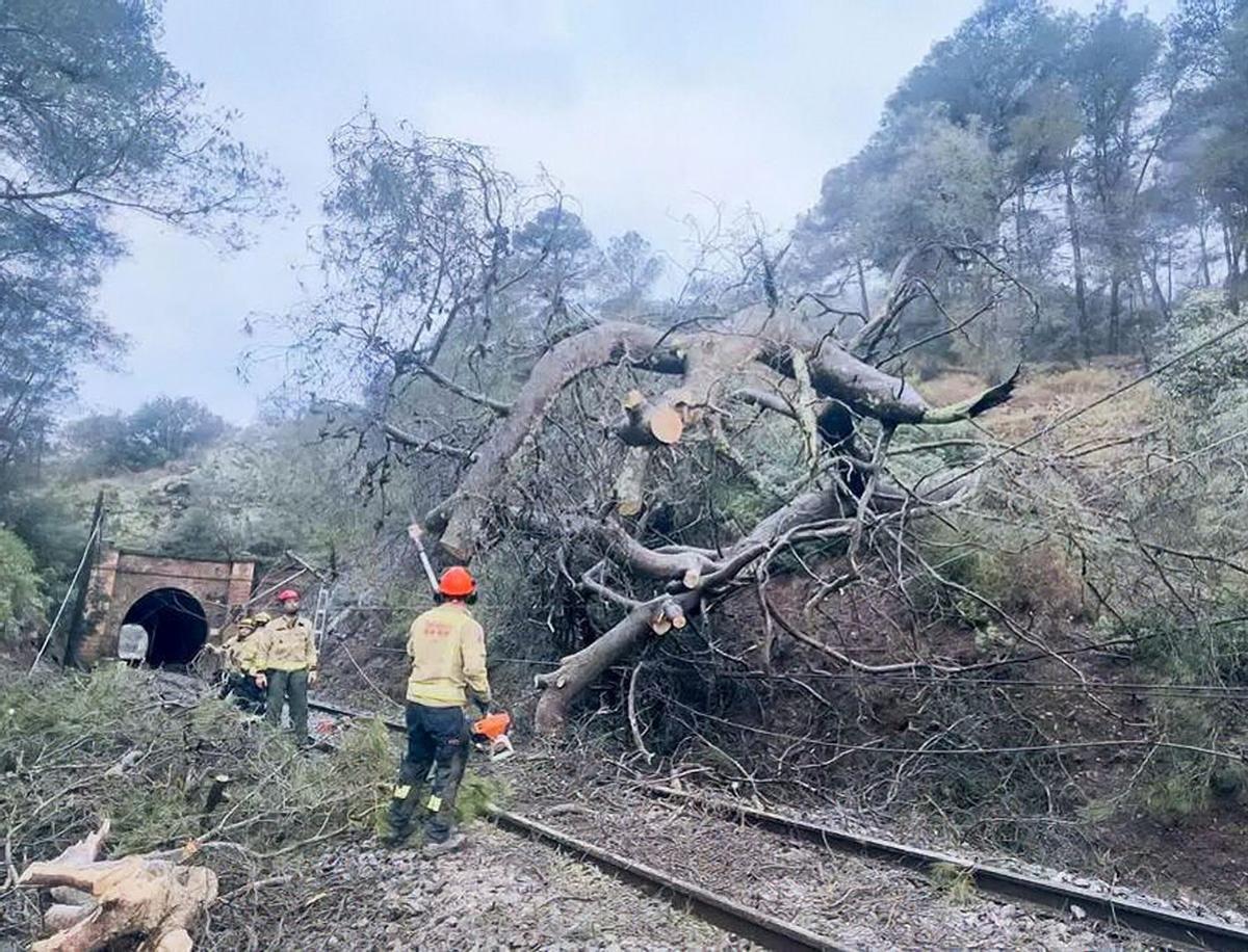 Adif accelera la tala d’arbres al costat de la via per reduir incidents