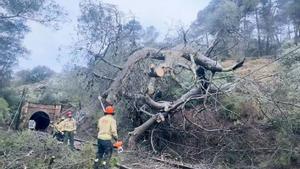Adif accelera la tala d’arbres al costat de la via per reduir incidents