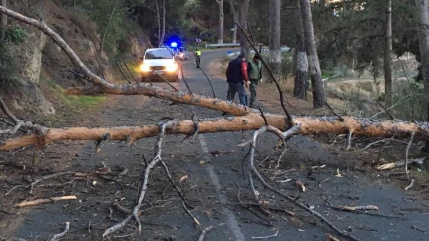 Un árbol cayó sobre la carretera que va hacia la pedanía de El Berro.