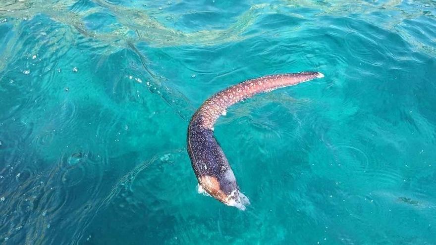 Was die Muränen auf Mallorca getötet haben könnte