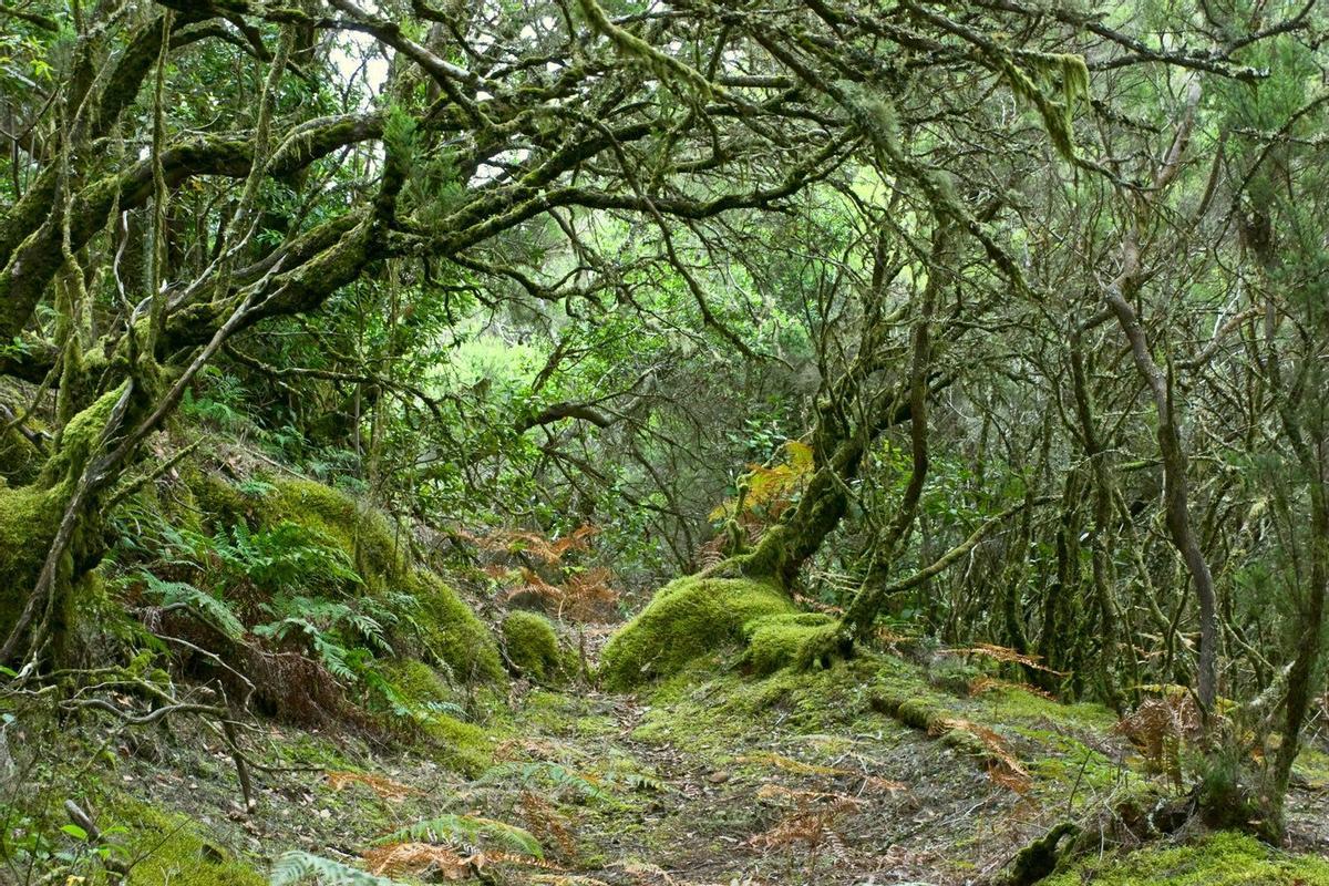 Parque Nacional de Garajonay