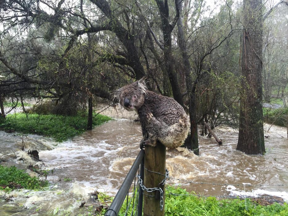 Un koala se sienta encima de un poste de la valla para escapar de la riada en la ciudad de Stirling, Australia.