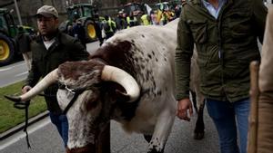 La pressió del camp aconsegueix que la UE suavitzi quatre lleis ambientals