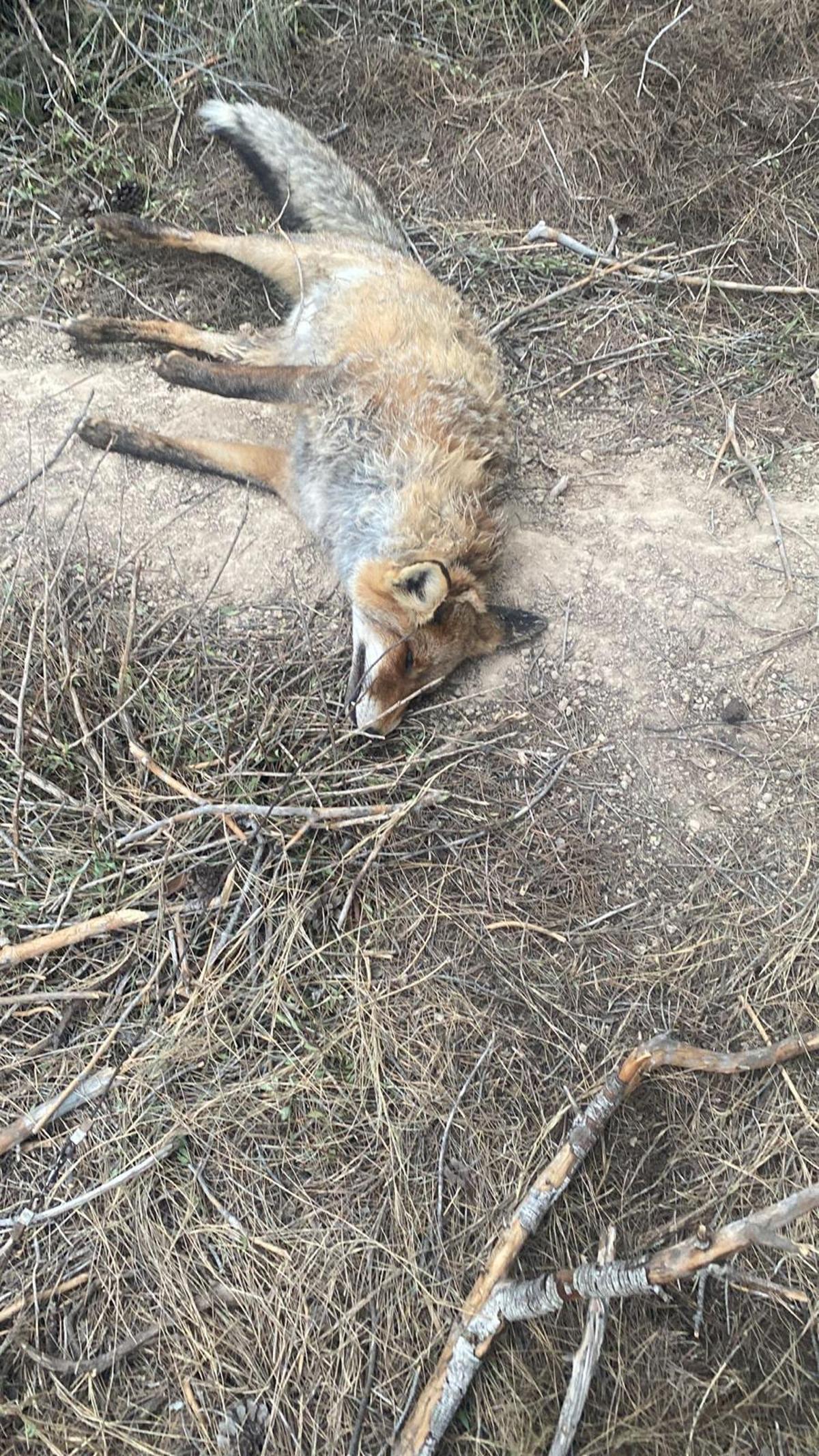 Cadáver de un zorro encontrado en la misma zona donde apareció Kyra.