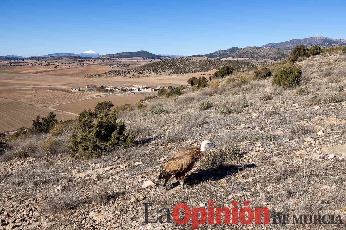 Suelta de dos buitres leonados en la Sierra de Mojantes en Caravaca