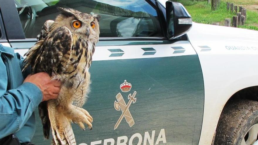 Un guardia civil sostiene al búho real lastimado.