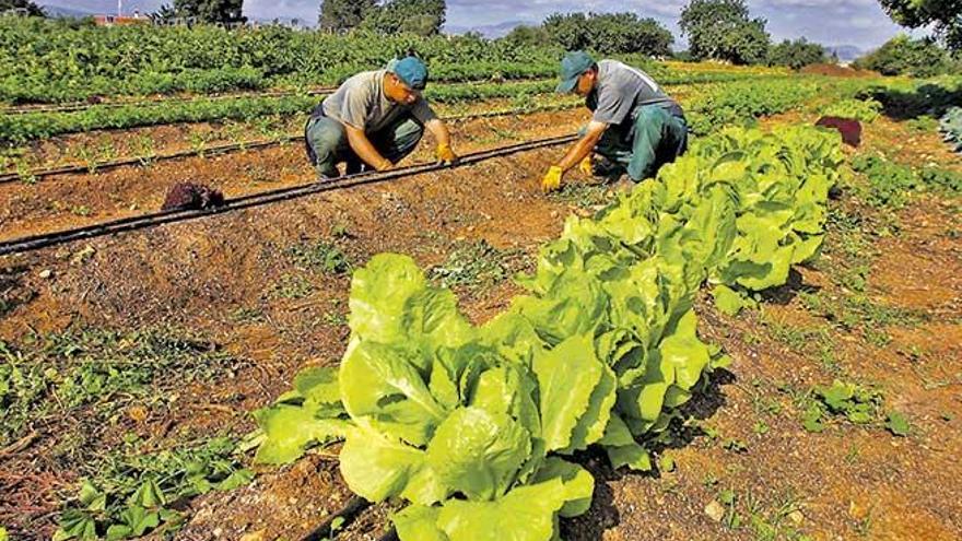 La nueva Ley Agraria del Govern pretende potenciar el consumo de los productos de proximidad, ecológicos y frescos.