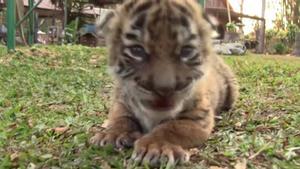 tigre-covid