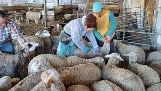 Agricultura inicia la vacunación del ganado alicantino contra la lengua azul
