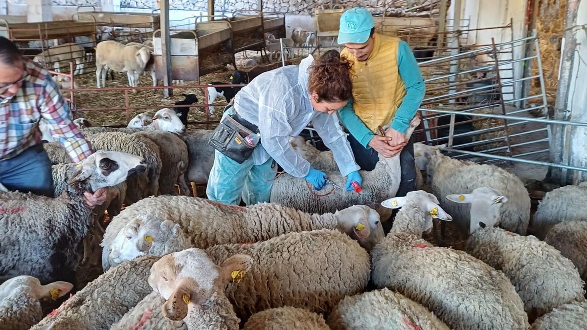 Una veterinaria vacunando ovejas en una explotación de la provincia.