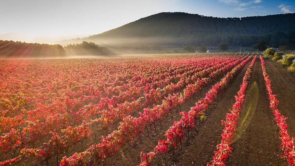Viñedos del Penedès en otoño, uno de los paisajes vitivinícolas más emblemáticos de Cataluña.