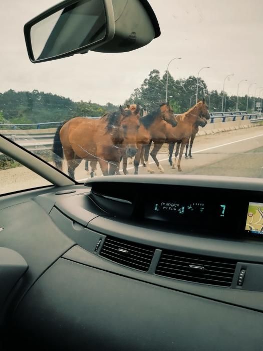 La A8 interrumpida por varios caballos