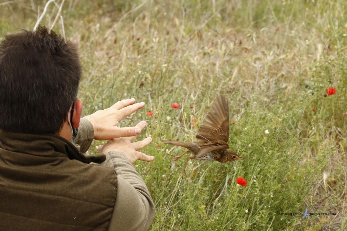 Más de 800 cazadores de todo el país, entre ellos cazadores de la Comunidad Valenciana, han colaborado durante el tercer año de vida del Proyecto ‘Zorzales.