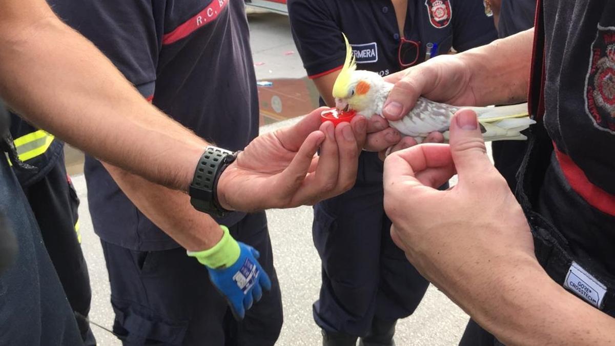 Imagen de la ninfa rescatada por los bomberos en el incendio