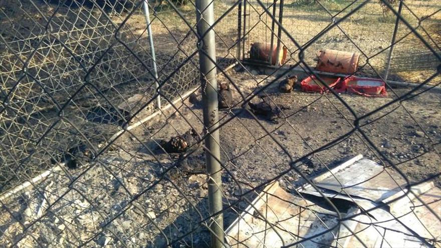 Mueren perros de un criadero por un incendio