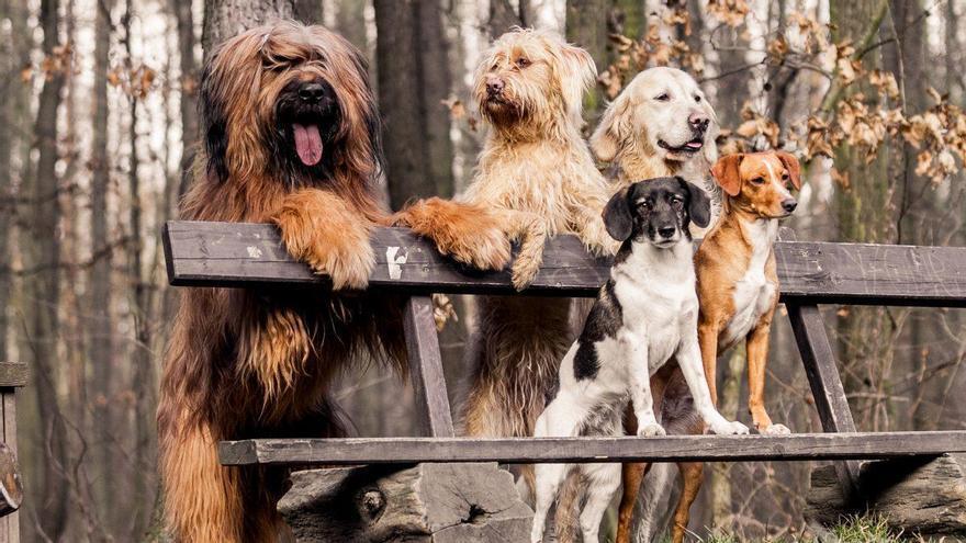 Un veterinari i un expert en longevitat coincideixen: "Els gossos necessiten un propòsit a la seva vida"