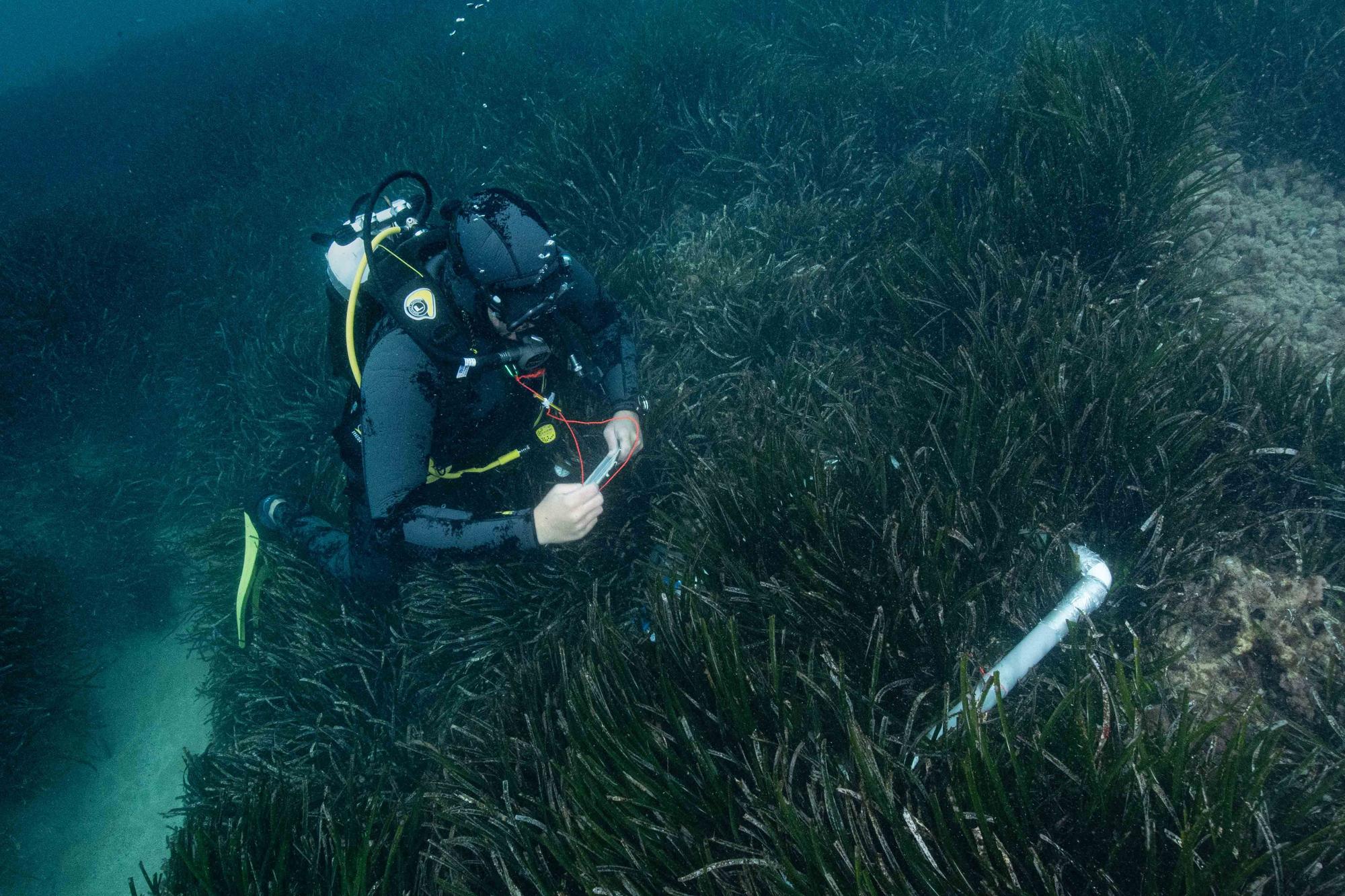 Galería de imágenes de la posidonia de la bahía de Talamanca