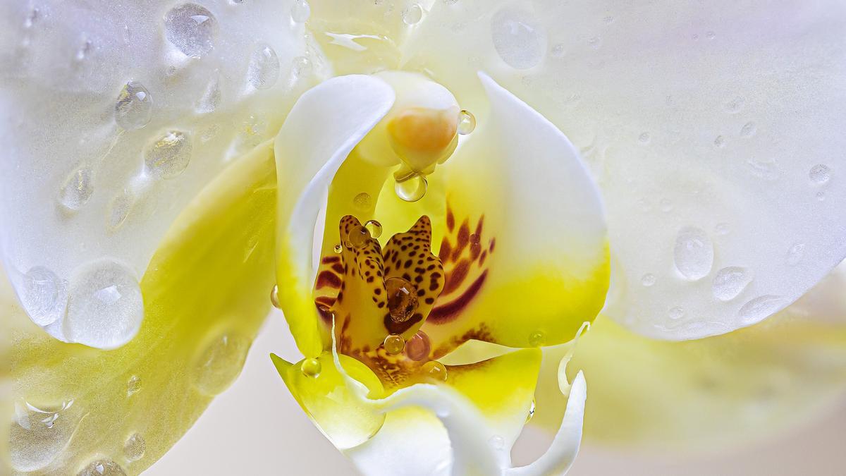 ORQUIDEA SALVAJE PLANTA | Las flores silvestres más bonitas que puedes  cultivar también en casa