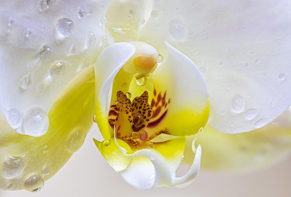 La orquídea necesita unos cuidados concretos para crecer fuerte en casa